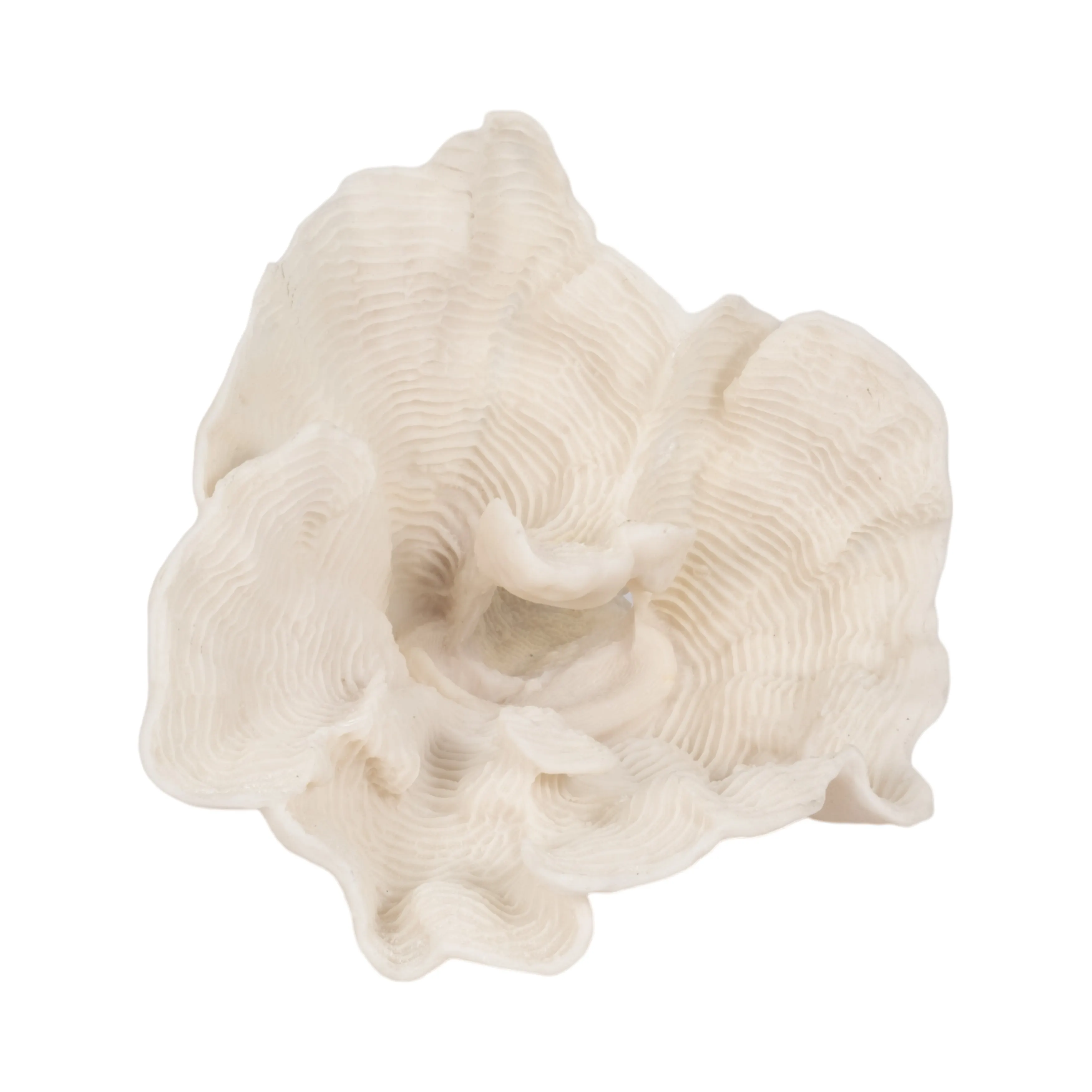 12" Coral Fan D?cor, Ivory