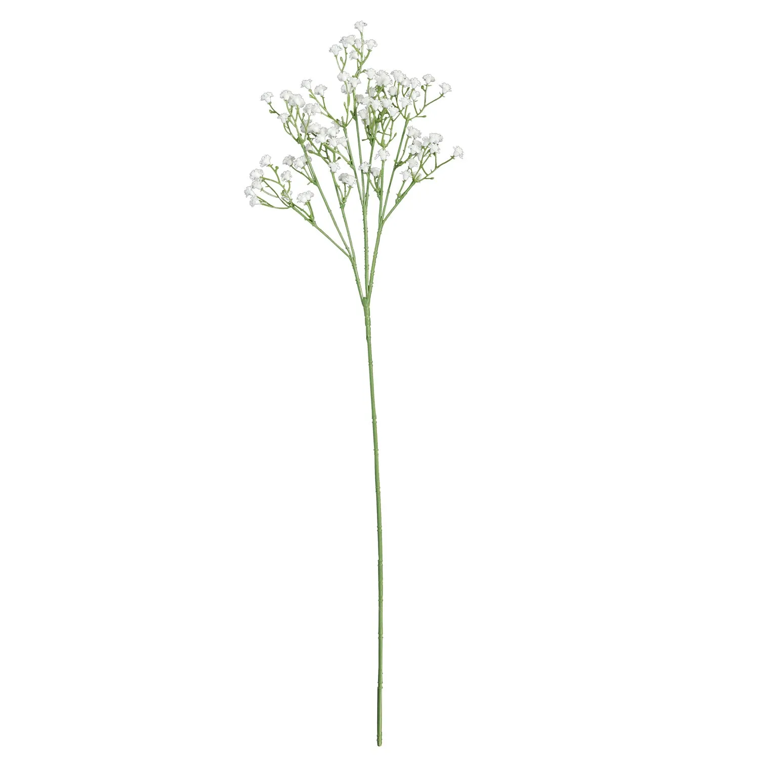 Baby's Breath White