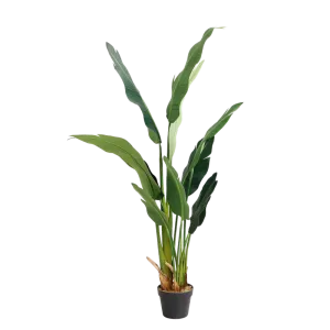 banana tree - 150cm