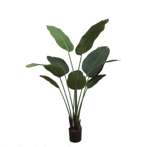 Banana tree