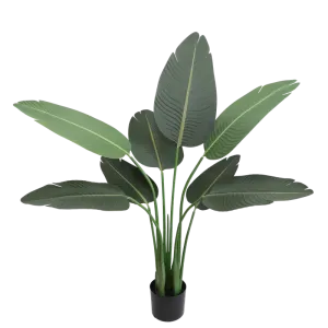 Banana Tree