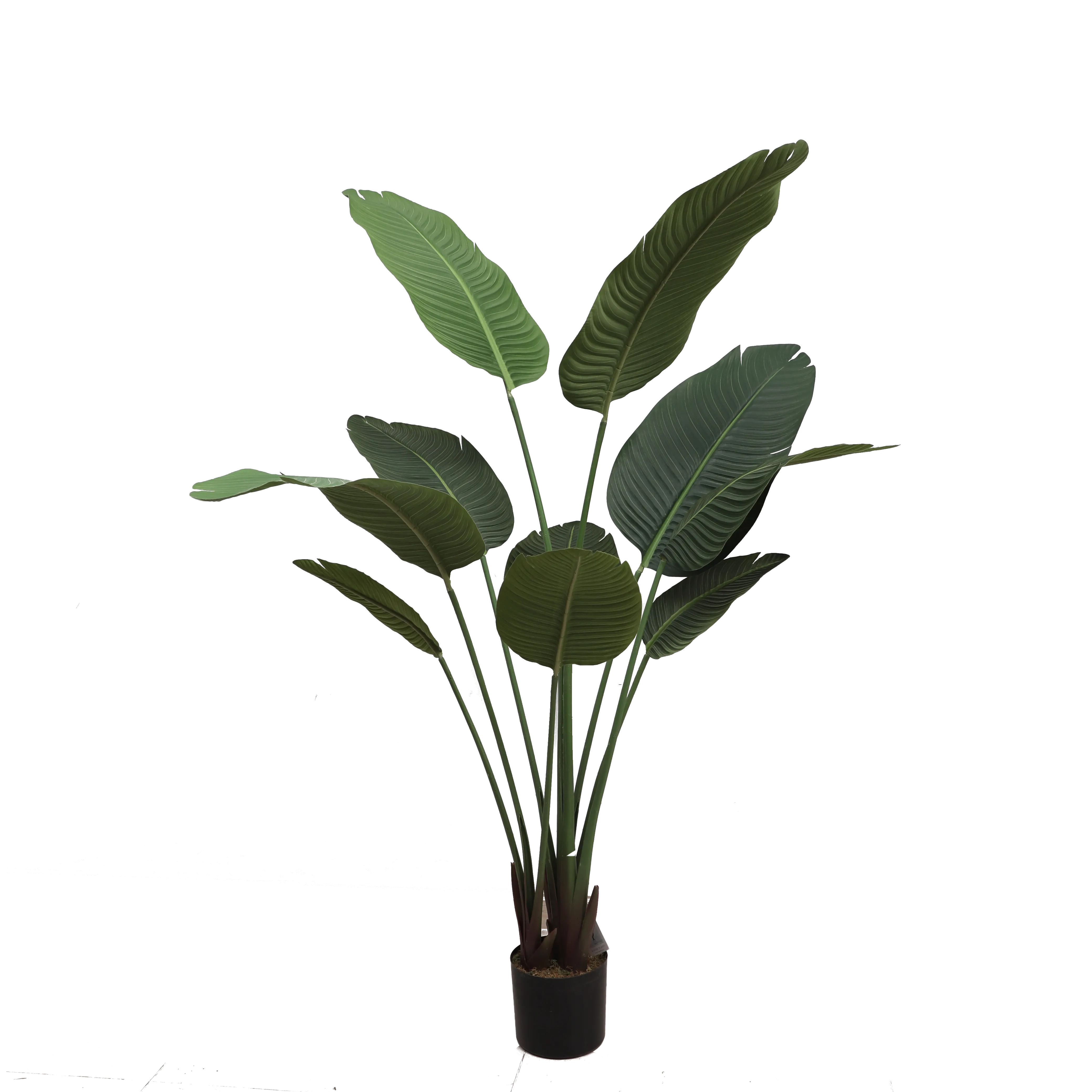 Banana tree
