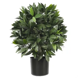 Bay Laurel Tree 67CM