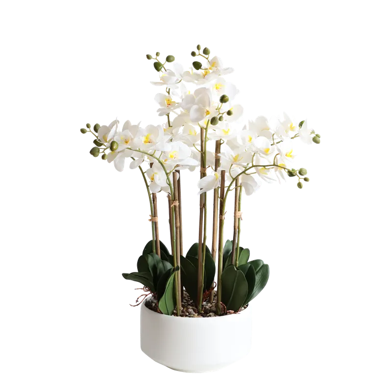 BUTTERFLY ORCHID
