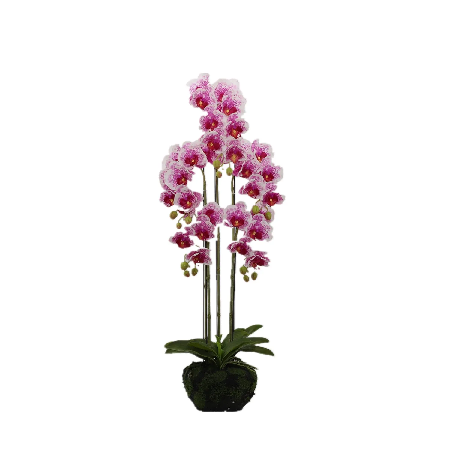 BUTTERFLY ORCHID