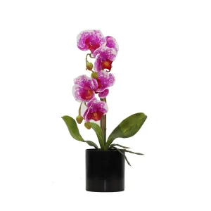 BUTTERFLY ORCHID