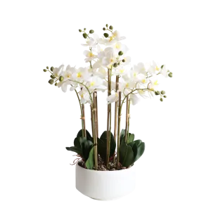 BUTTERFLY ORCHID