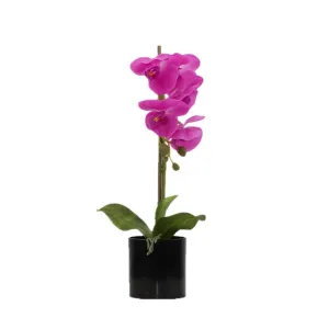 BUTTERFLY ORCHID