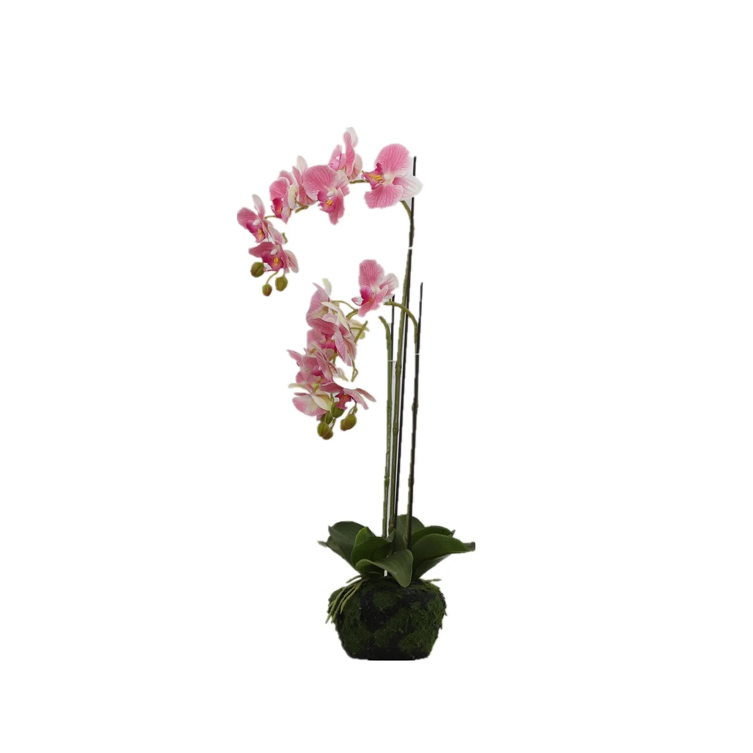 BUTTERFLY ORCHID