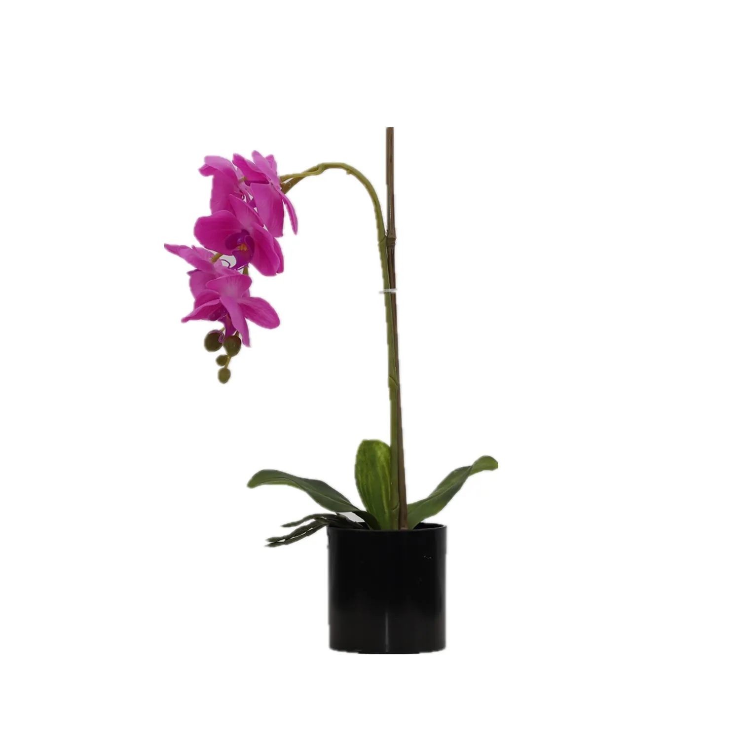 BUTTERFLY ORCHID