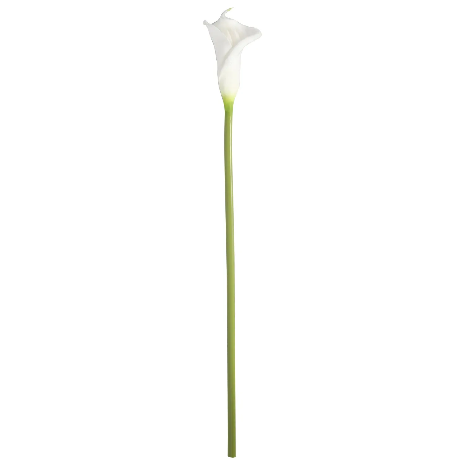Calla Lily