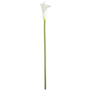 Calla Lily