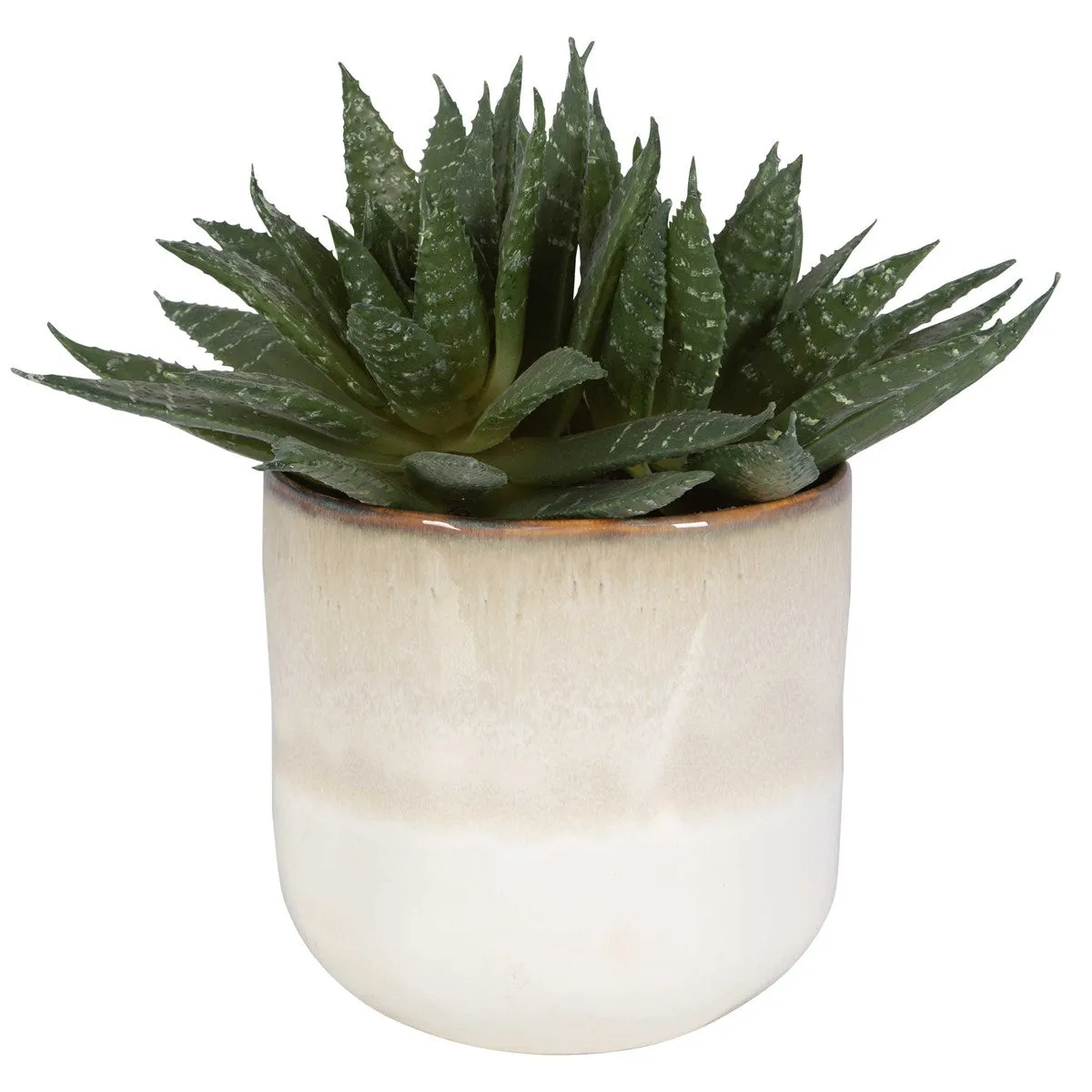 Doha Succulent Accent