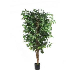 Ficus tree - 150cm
