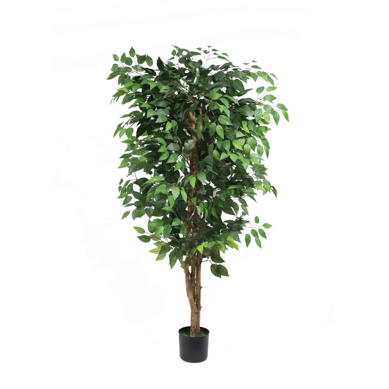 Ficus tree - 150cm