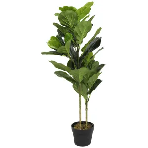 Fiddle Leaf Fig Tree 2T 52LVS
