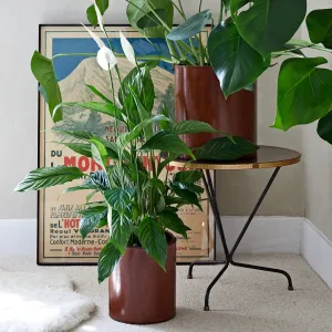 Home Lifeofriley Leather Plant Holder - Two Sizes