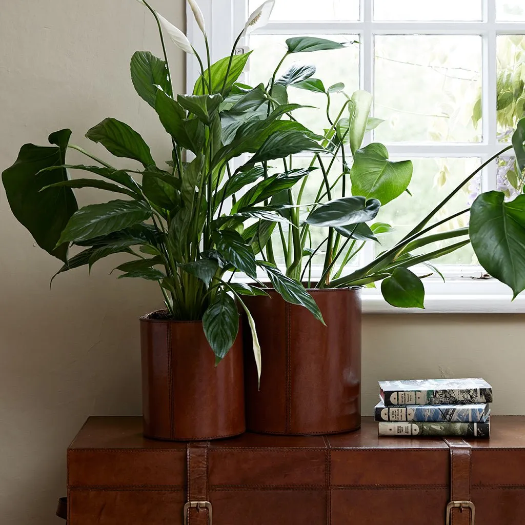 Home Lifeofriley Leather Plant Holder - Two Sizes