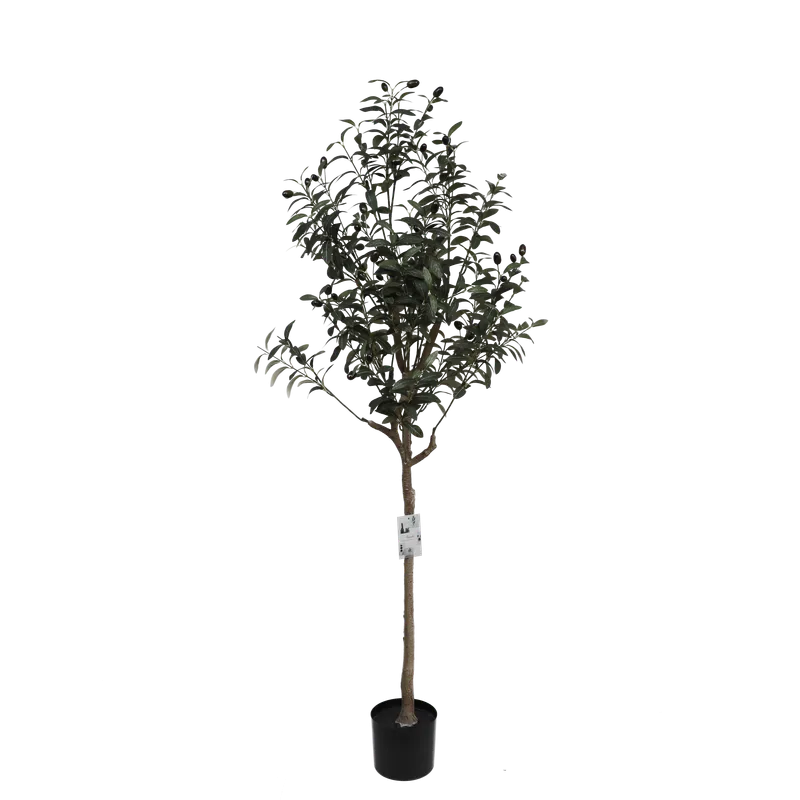 OLIVE TREE - 150cm
