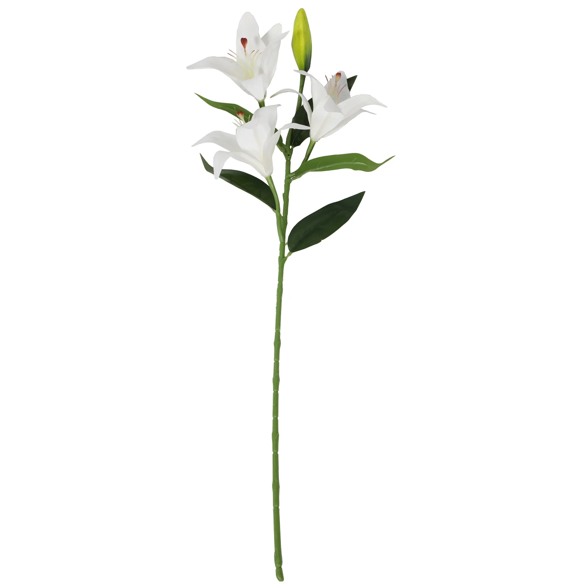 tiger orchid lily