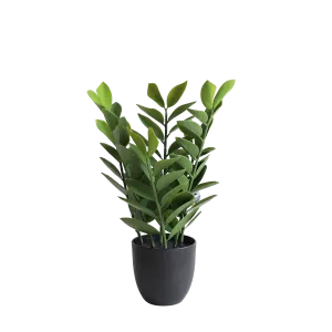 Zamioculcas